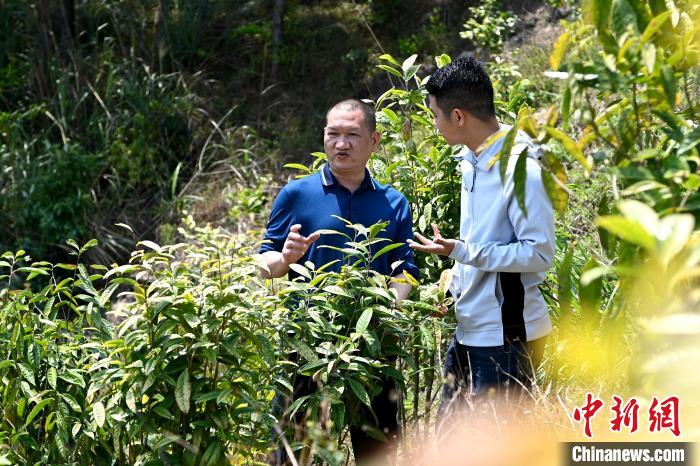 張高漢向參訪者介紹金花茶種植情況?！埥鸫?攝